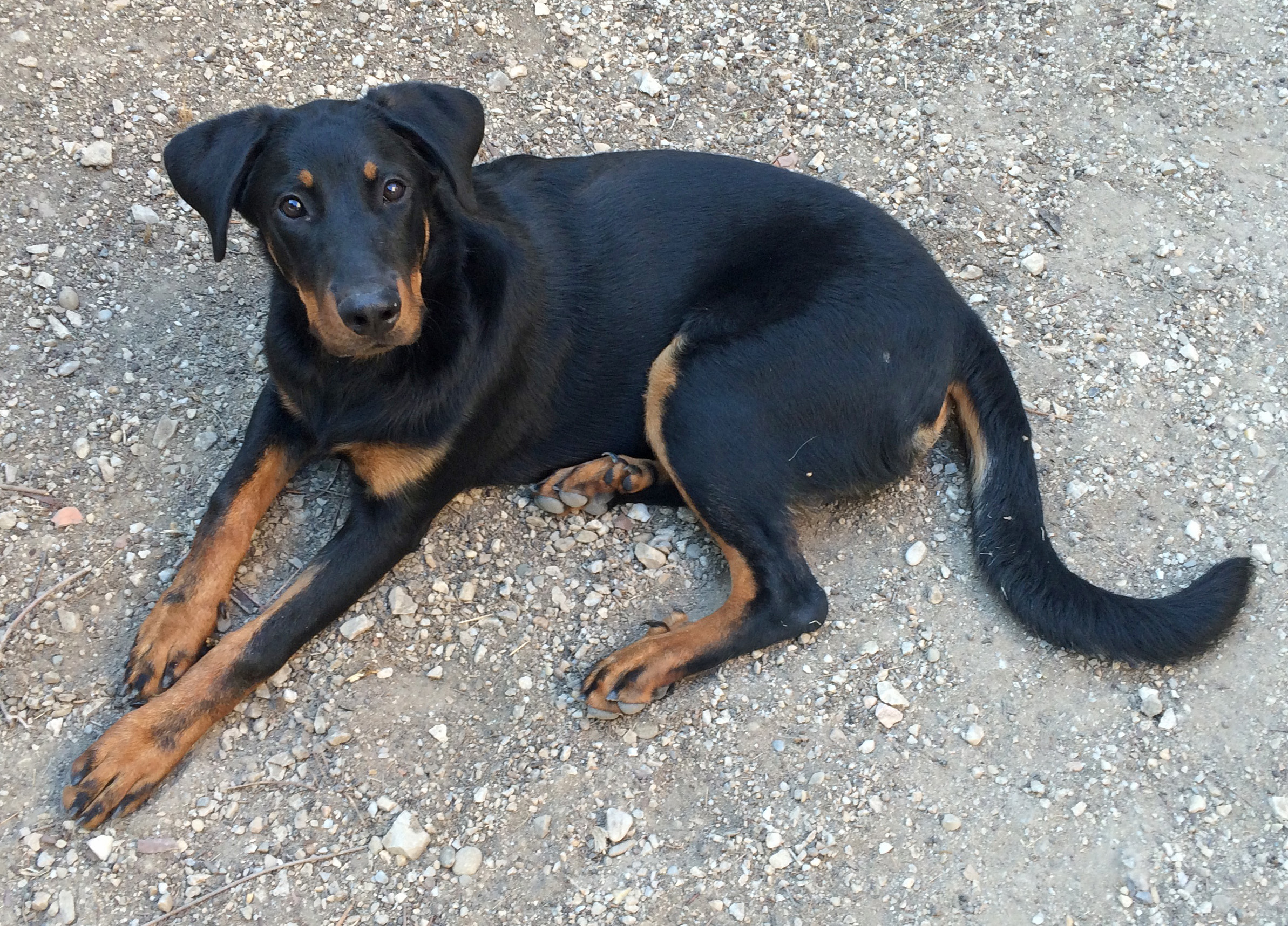  domainedelalicorne.fr photo chien beauceron photo chiot beauceron Elevage de beauceron chiot beauceron pure race élevage du clos de la licorne elevage des gardiens de la licorne elevage beauceron noir et feu authentique gros gabarits élevage de Beauceron familial sérieux et qualité domainedelalicorne.fr suivi des chiots conseil d’éducation chiot propre bas rouge santé caractère spécialiste du beauceron noir et feu ou arlequin chien rustique berger de France  nos chiots sont élevés avec amour et attention notre passion au service de la qualité Beauceron de qualité et sportif domaine de la licorne 04380 BARRAS élevage en liberté éleveur berger de beauce élevage de beauceron de travail 06 11 20 51 93 site domainedelalicorne.fr mail domainedelalicorne@gmail.com
